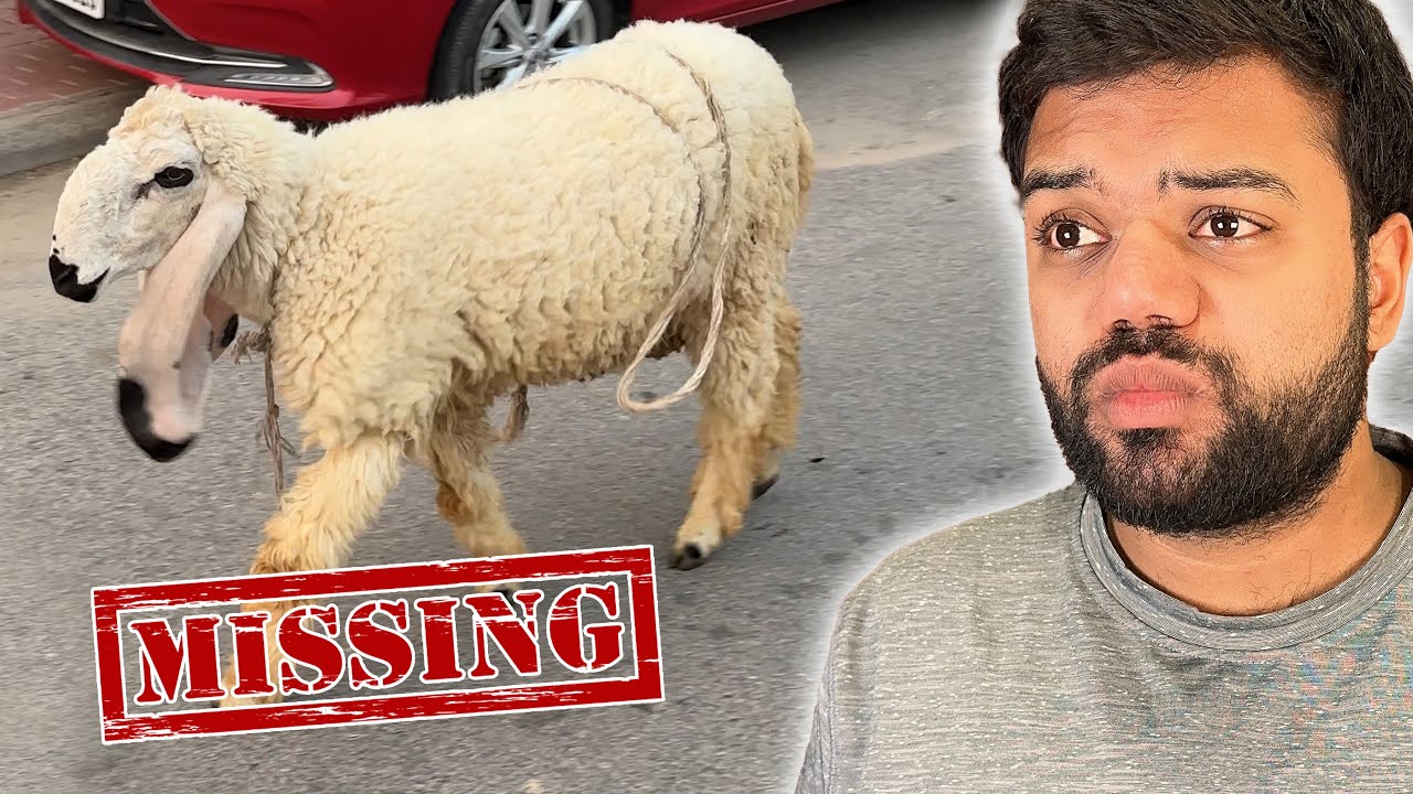 Chand Raat Ko Qurbani Ka Janwar (Sheep) Bhaag Gaya 😱😭