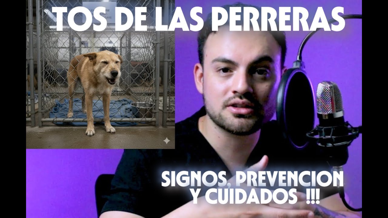 Tos de las perreras: Todo lo que un dueño debe saber