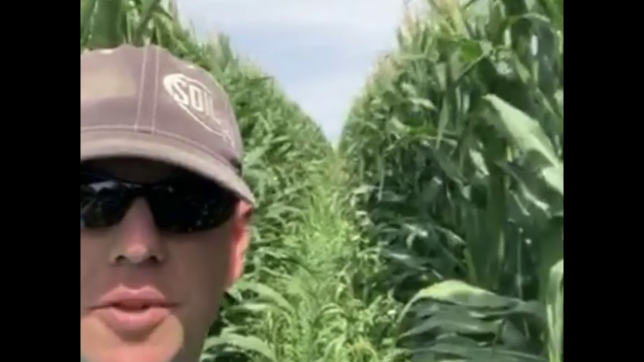 60 inch Corn with Warm and Cool Season Covers Crops interseeded