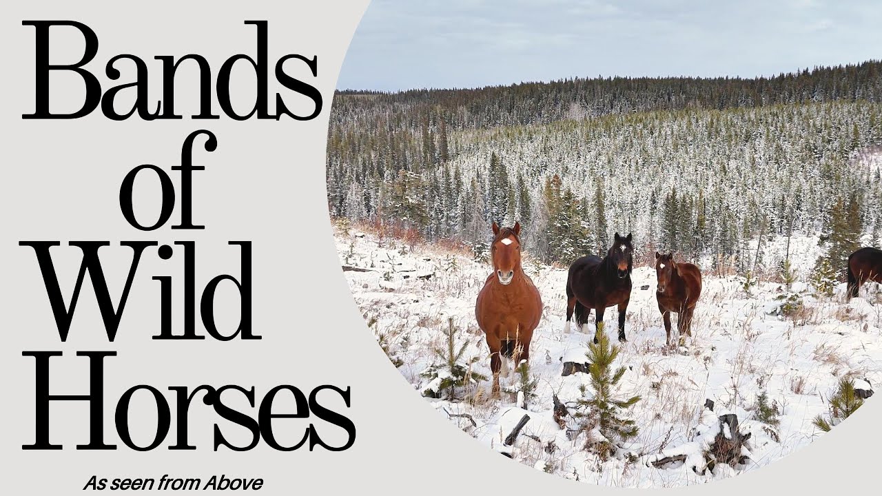Winter From Above |  Wild Horses From Above