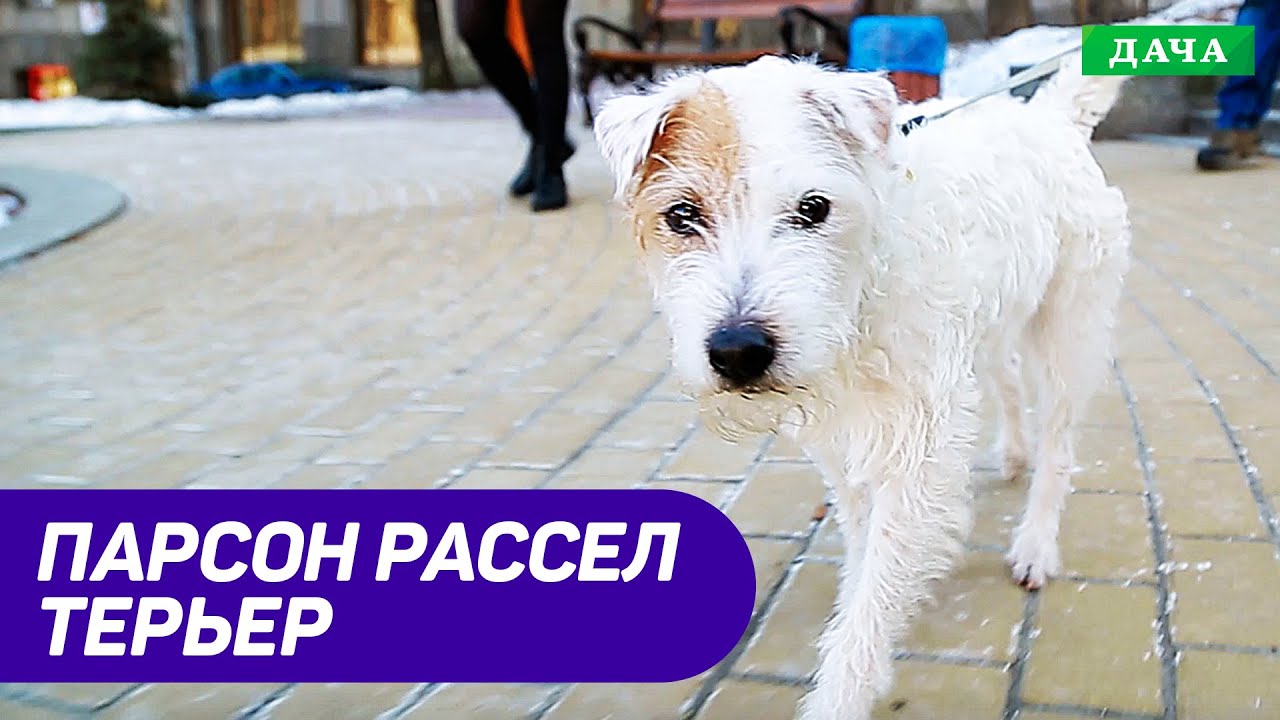 Собака Породы Парсон-рассел-терьер. Активная Собака для Хозяина с Характером.