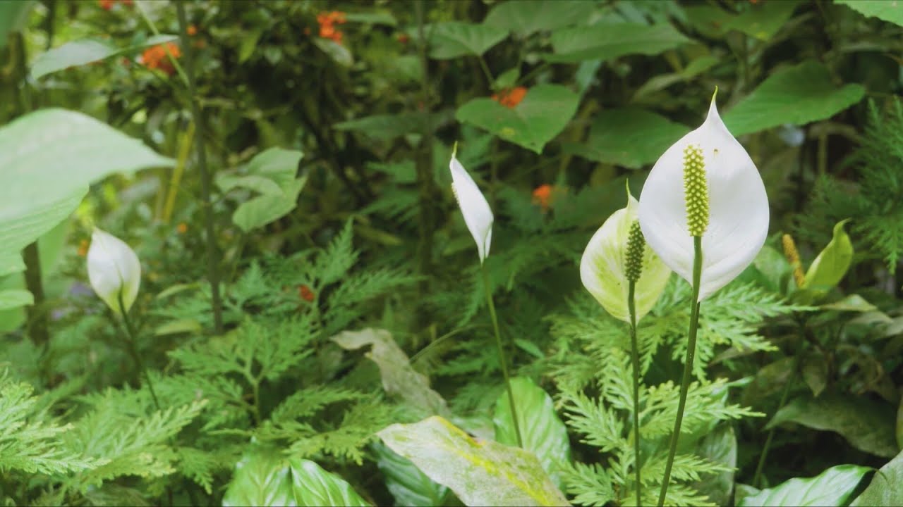 Plant Daddy: Low-maintenance bushes, getting rid of bagworms & more