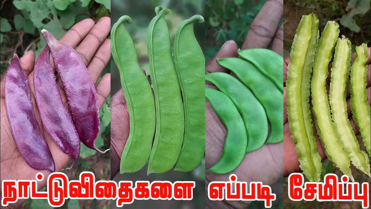 🥜 விதையின் முளைப்புத்திறன் மற்றும் வீரியத்தன்மை உடன் நீண்ட நாட்கள் சேமிப்பு எப்படி How to Save Seeds