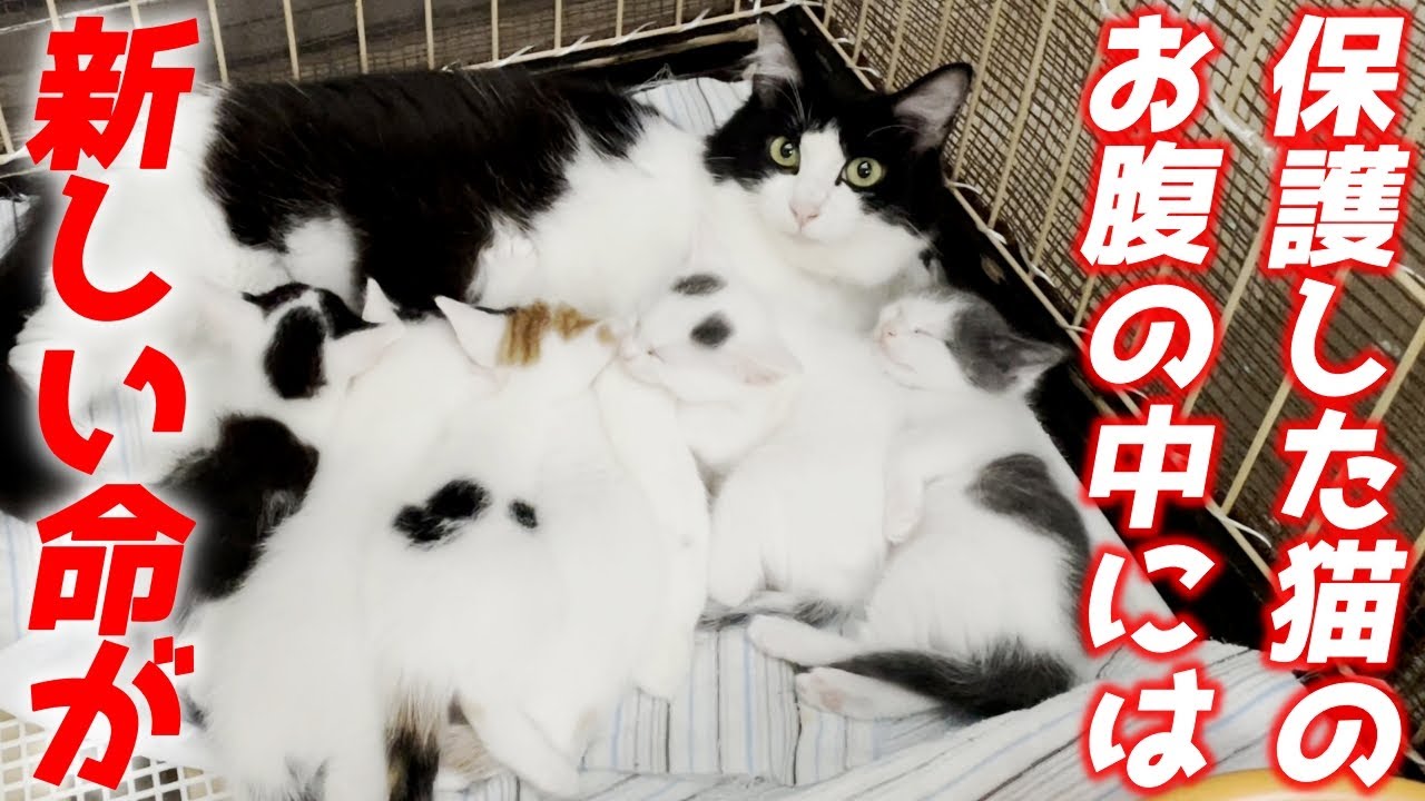 保護した野良猫が妊娠していた？！出産後3週間の赤ちゃんが可愛すぎた【猫と人間の家族アナザーストーリー】
