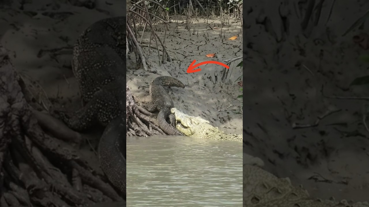 Why Lizard Unable To Save From Crocodile By info fact News