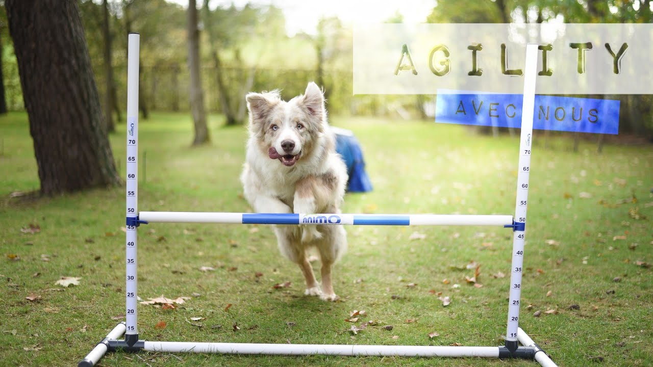 UNE SEANCE D'AGILITY AVEC NOUS 🐶