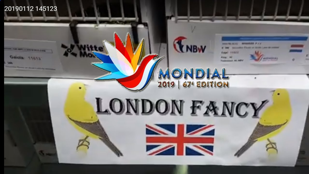 MONDIAL COM ZWOLLE 2019 WORLD SHOW London Fancy