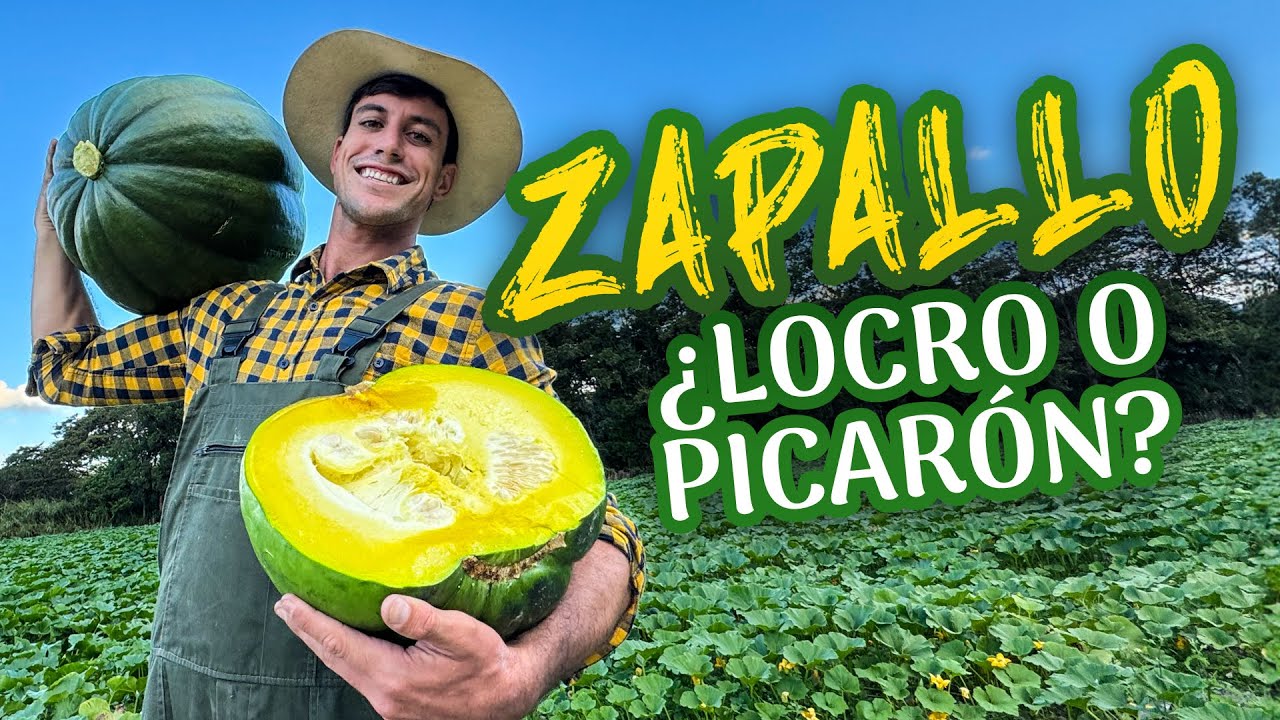 Agricooltores: ¿Es rentable el negocio del Zapallo?