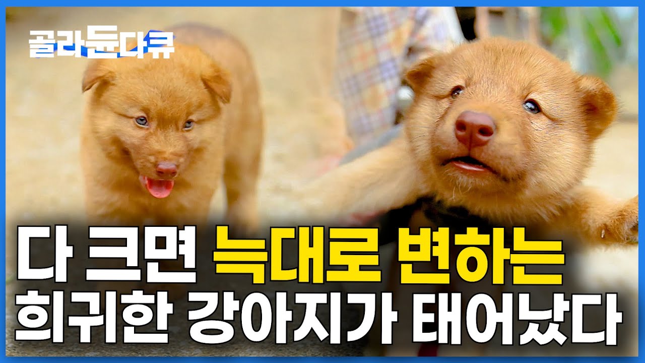 우리 집에 빨간 개가 태어났다. 늑대의 피가 섞여 독사도 찢어버리는 전설의 한국 토종개│토종견 불개│아주 각별한 기행│#골라듄다큐