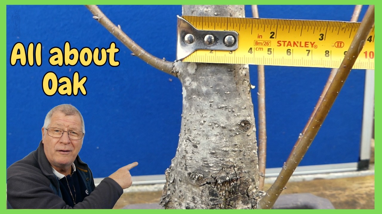 Major Cuts in Autumn...Smart or Risky? Your Oak Bonsai Question Answered