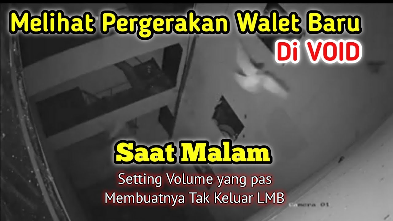Reaksi walet baru di void saat setting volume tarik void pas