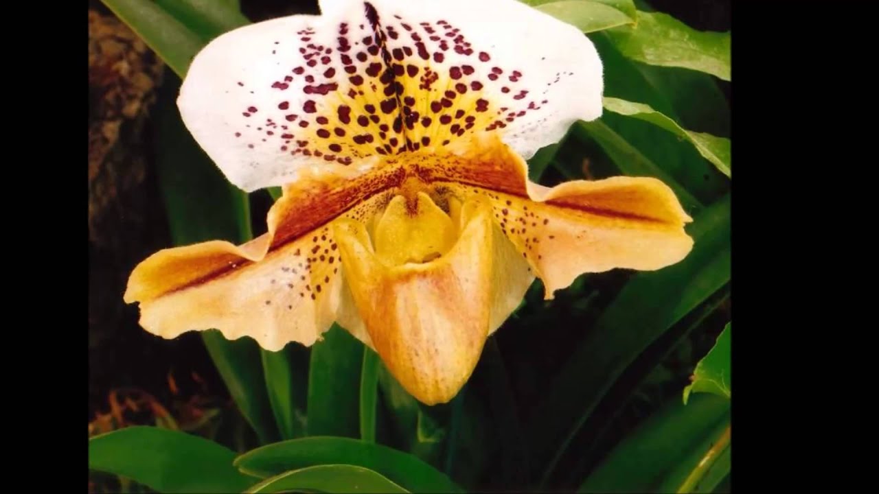 Enrico Vincenzo Orchidee - Albenga - Le nostre piante