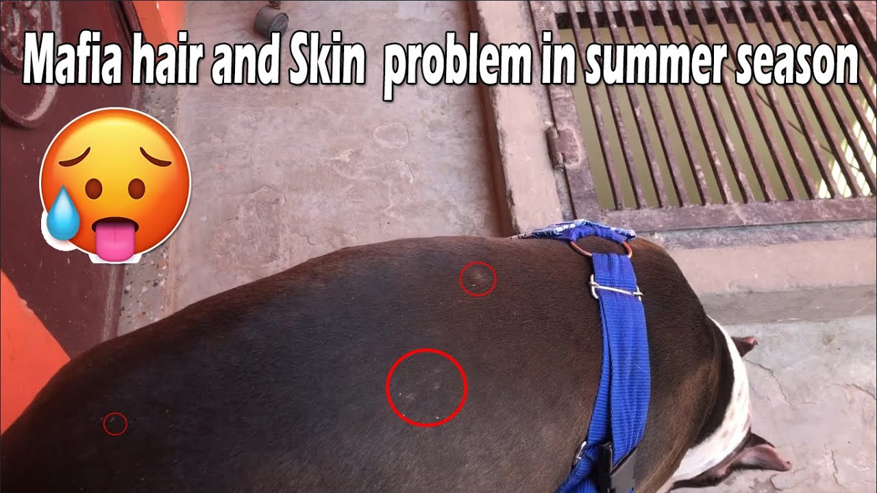Dogs Hair And Skin Problems in summer season | Mafia The Pitbull Dog