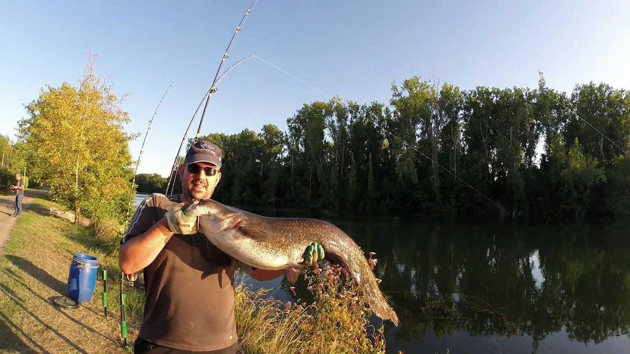 silure touches en direct au cassant & a la bouée