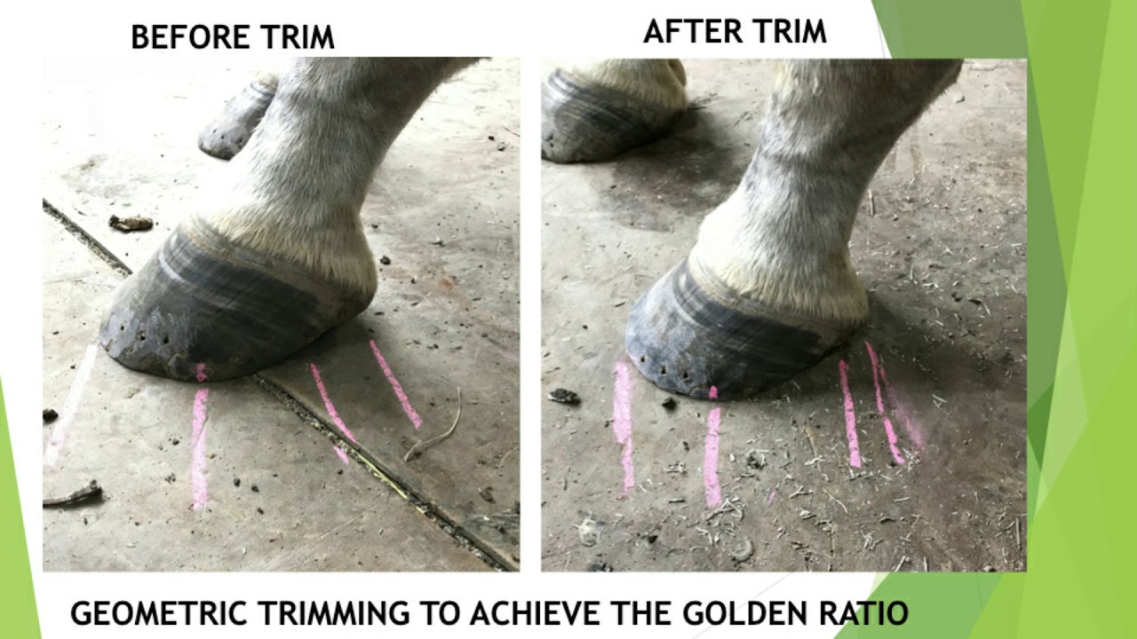 AFA 49: Steve Kraus, Proper Geometry for Shoeing the Hind End
