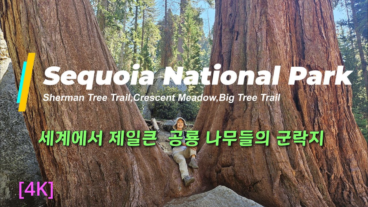세쿼이아 국립공원 /셔먼장군나무 /Lodgepole camp ground/ Sequoia park