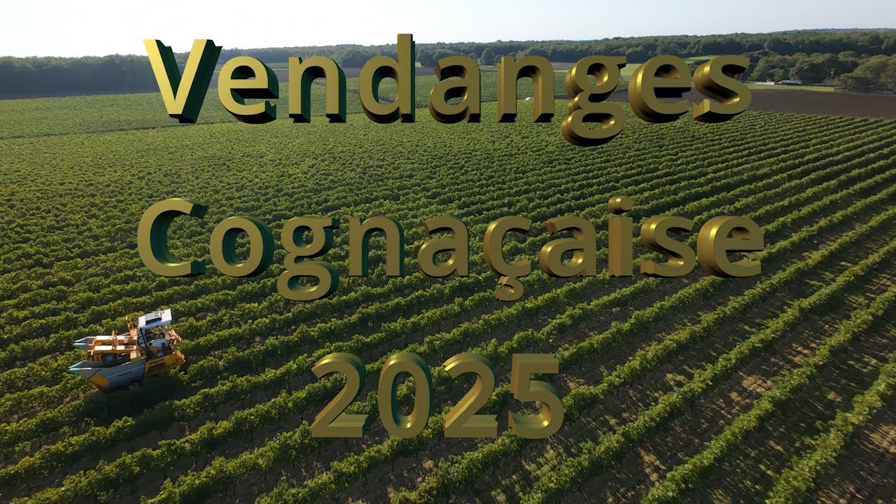 Vendanges Cognaçaise 2025