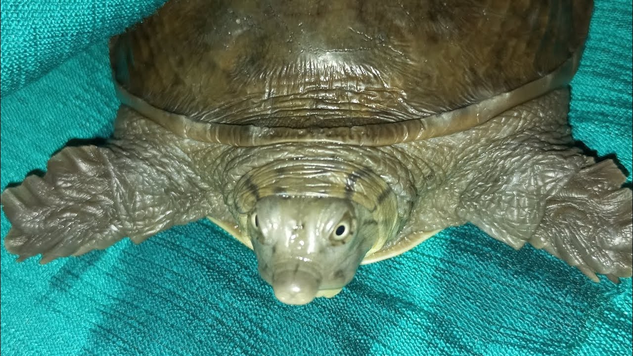 #turtle 🐢🐢🐢