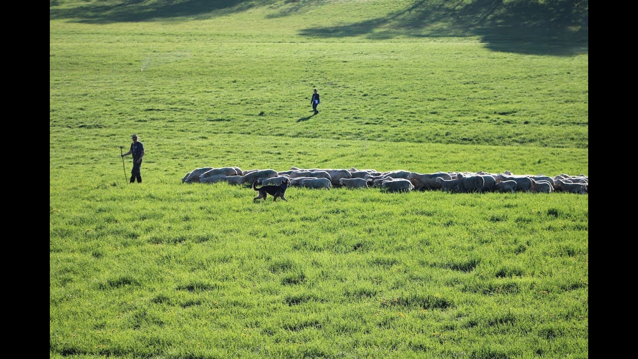 Ivana vom Quasliner Moor, HGH