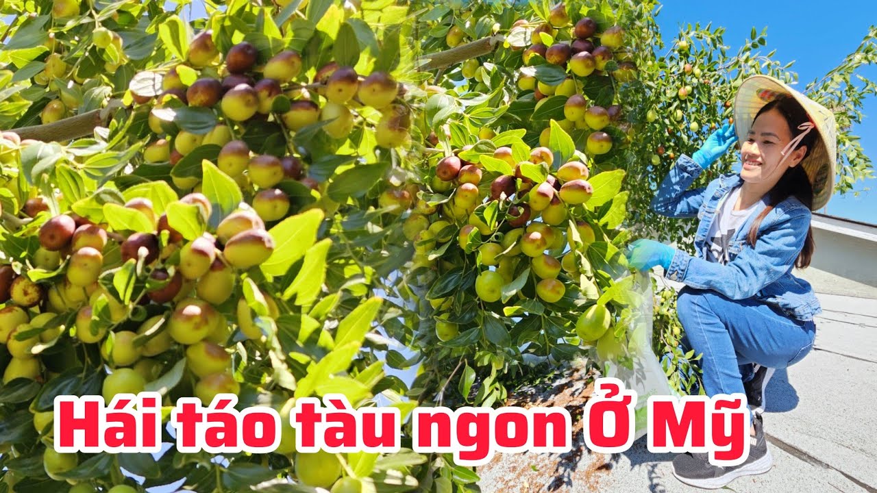 Thu hoạch táo tàu chín rộ ở Mỹ, quýt đường trái to ở miền bắc Cali