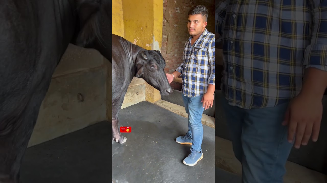 #murrah #dairy #buffalo #buffalomilk #viral #youtubeshorts