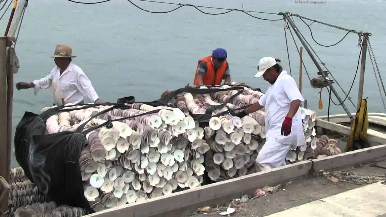 石巻湾・万石浦　カキの種付