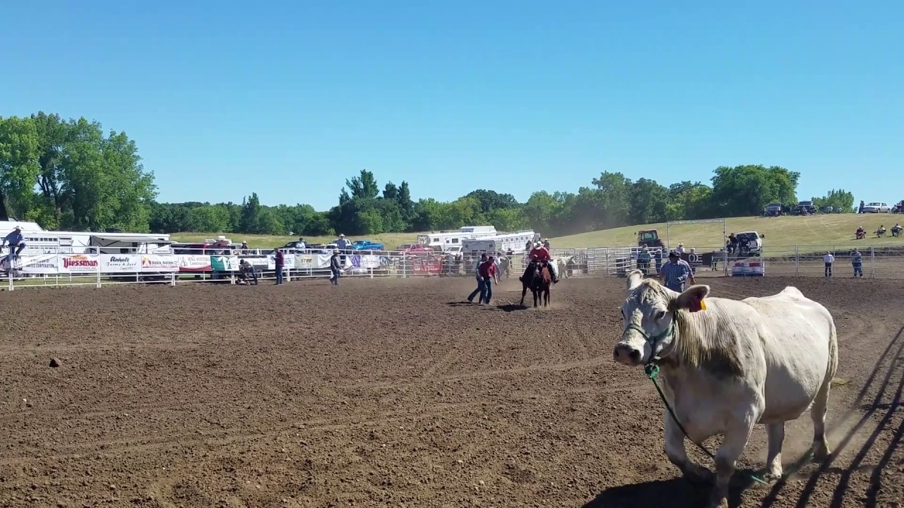 Wild Cow Riding