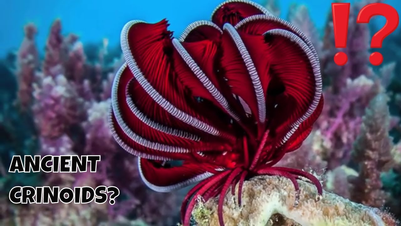 FEATHER STARS AND SEA LILIES! CREEPY YET MESMERIZING CRINOIDS