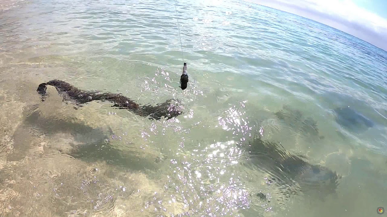 Shore casting in Mauritius #fishing