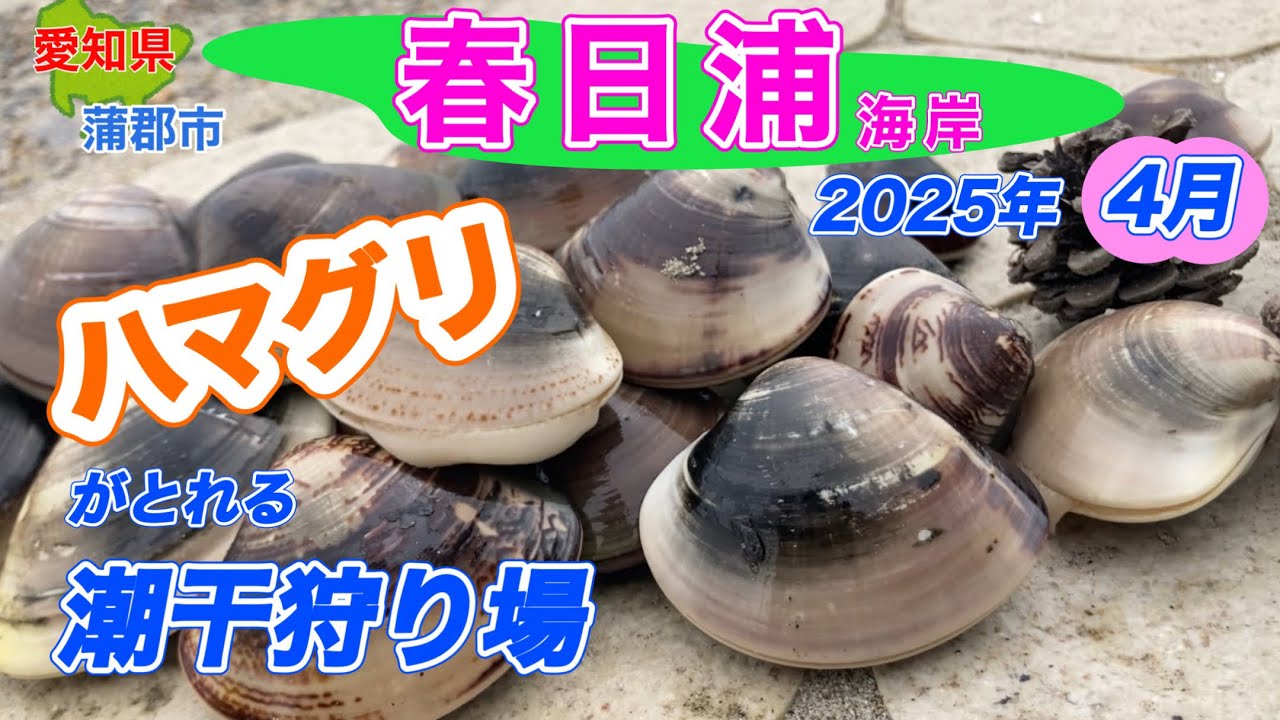 ハマグリの上手な掘り方解説