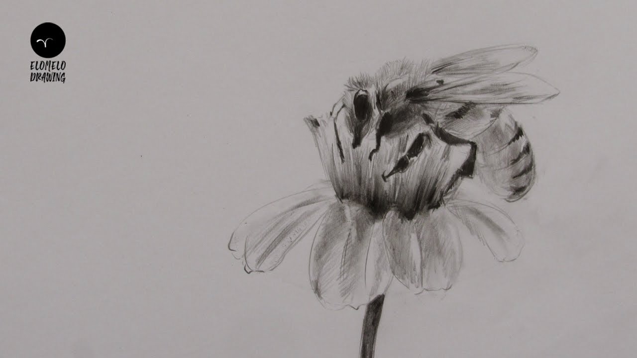 How To Draw A Bee Pencil Sketch : Bee Drawing