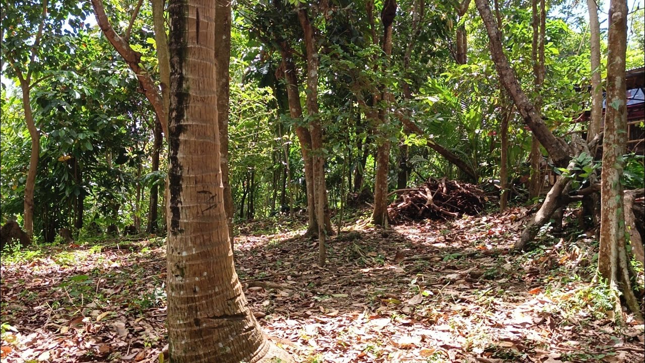 (P# 959) 6,306 sqms Farm Lot sa Bay, Laguna for sale @ 6.5M 