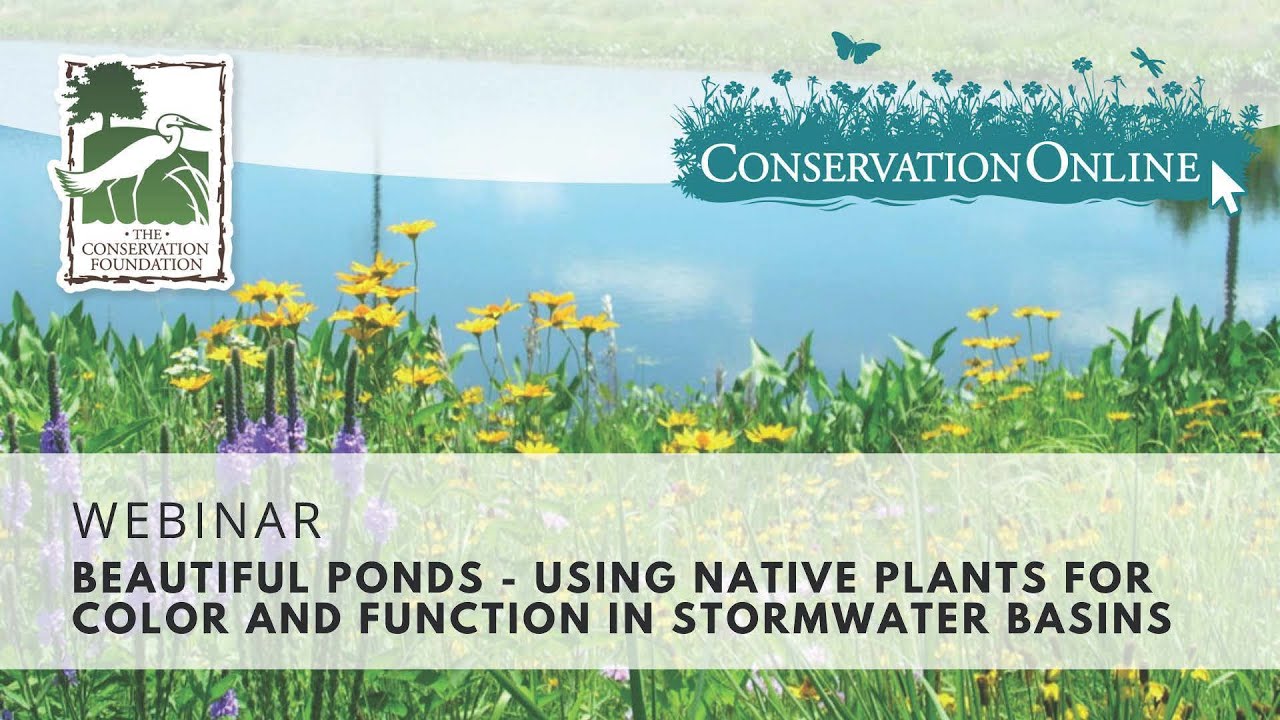 Beautiful Ponds--Using Native Plants for Color and Function in Stormwater Basins | Webinar