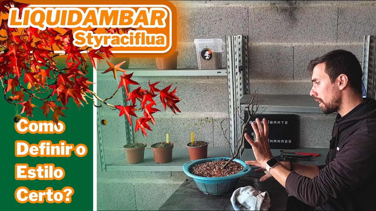 GUIA PRÁTICO para FAZER BONSAI de LIQUIDAMBAR: PASSO a PASSO e DICAS de FORMAÇÃO