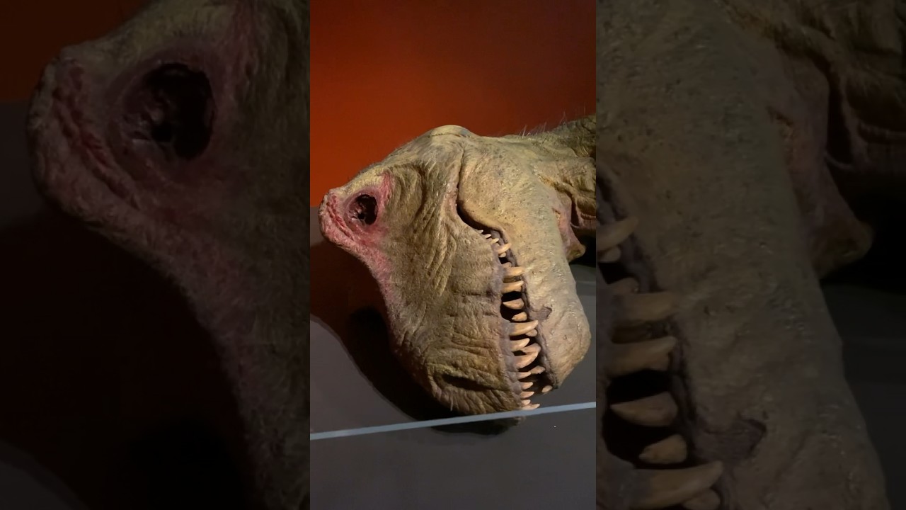 Dead T-rex - Dinosaur museum, Sydney, Australia