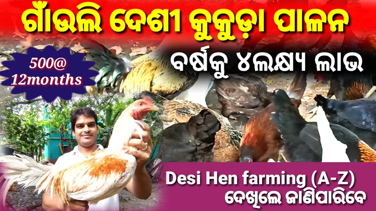 ଗାଁଉଲି ଦେଶୀ କୁଡୁଡ଼ା ପାଳନ କିପରି କରିବେ/How to start DesiHen farming for low Budget #odisha#Desi kukuda