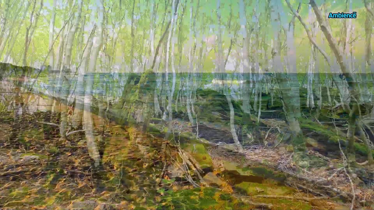 In Harmony with Pure Nature: Contemplation for Consciousness and the Soul FHD 24/7
