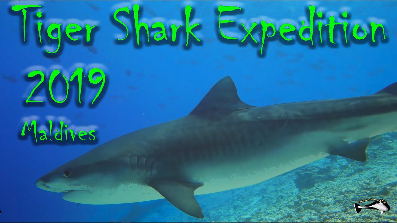 Maldive 2019   Tiger Shark Expedition - Gan and Fuvahmulah Atolls - Diving Underwater