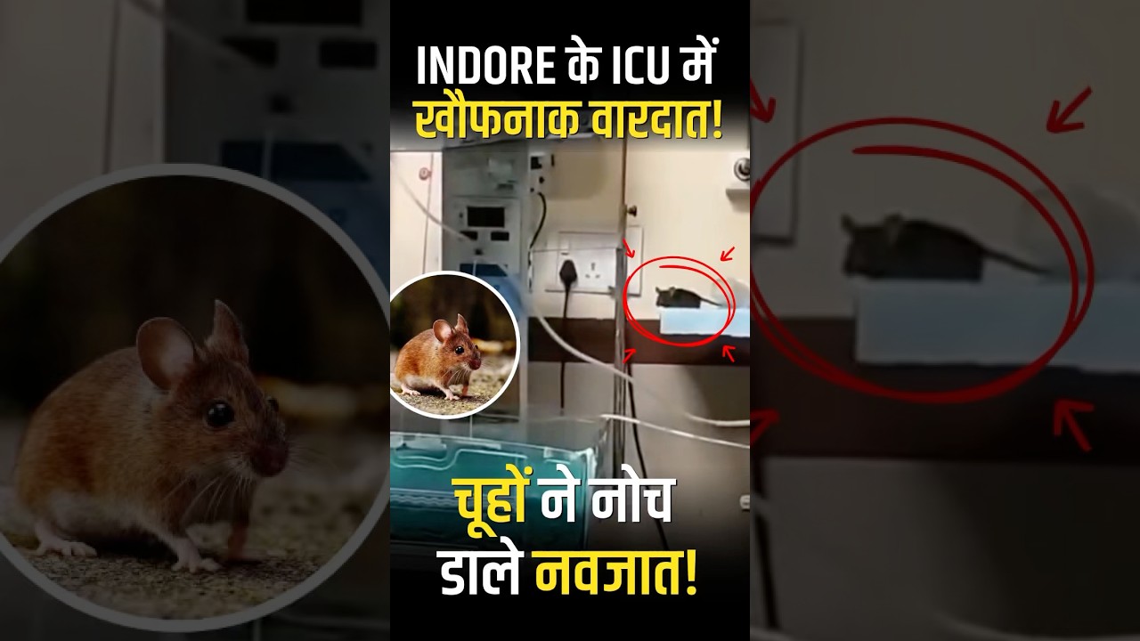 Indore MY Hospital Horror: Newborns Die After Rat Attack in NICU