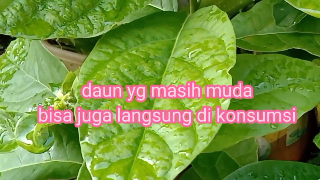 manfaat daun alpukat selain detoxifikasi, /benefits of avocado leaves