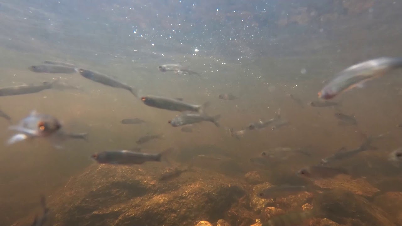 Vilppulankoski 3.8.2018