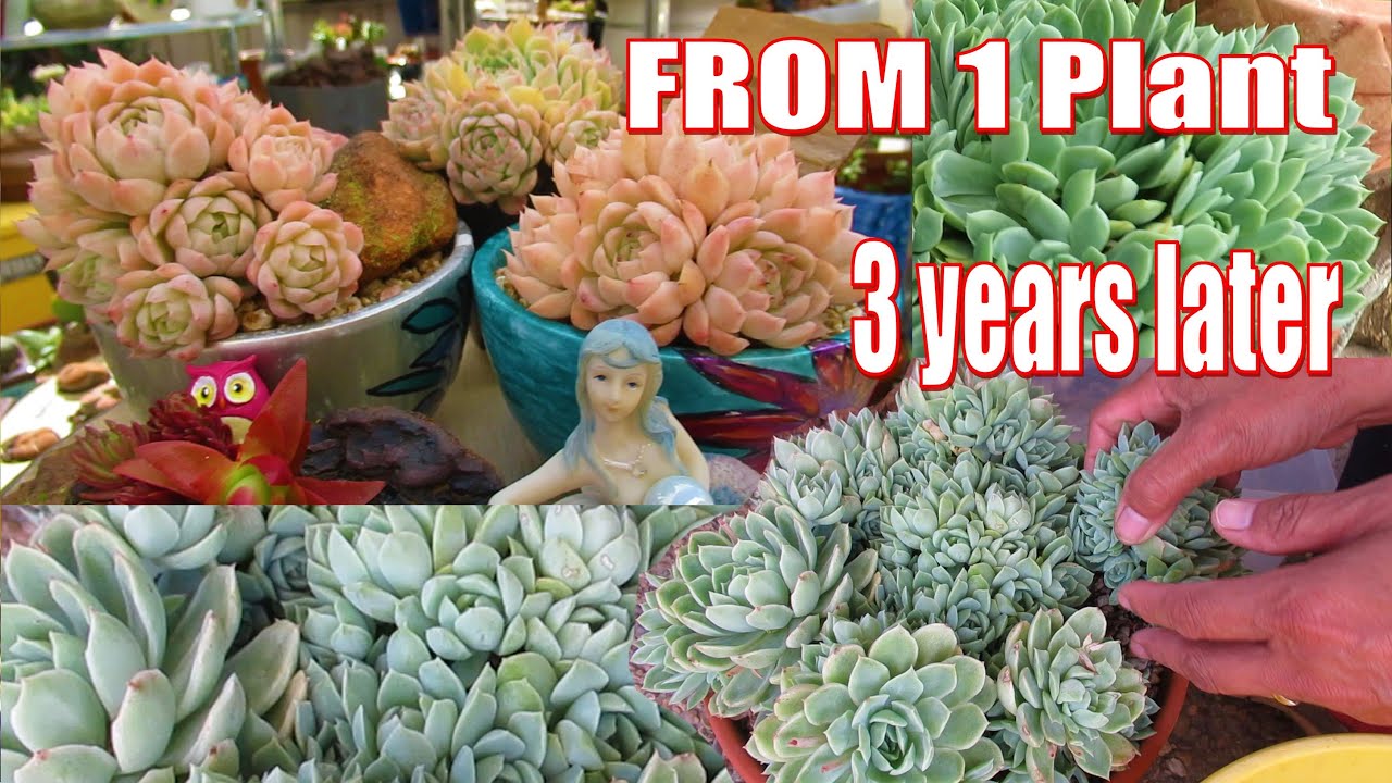 How to PROPAGATE SUCCULENT CLUSTERS and Hundreds of succulent babies | Echeveria Acacia Ponds