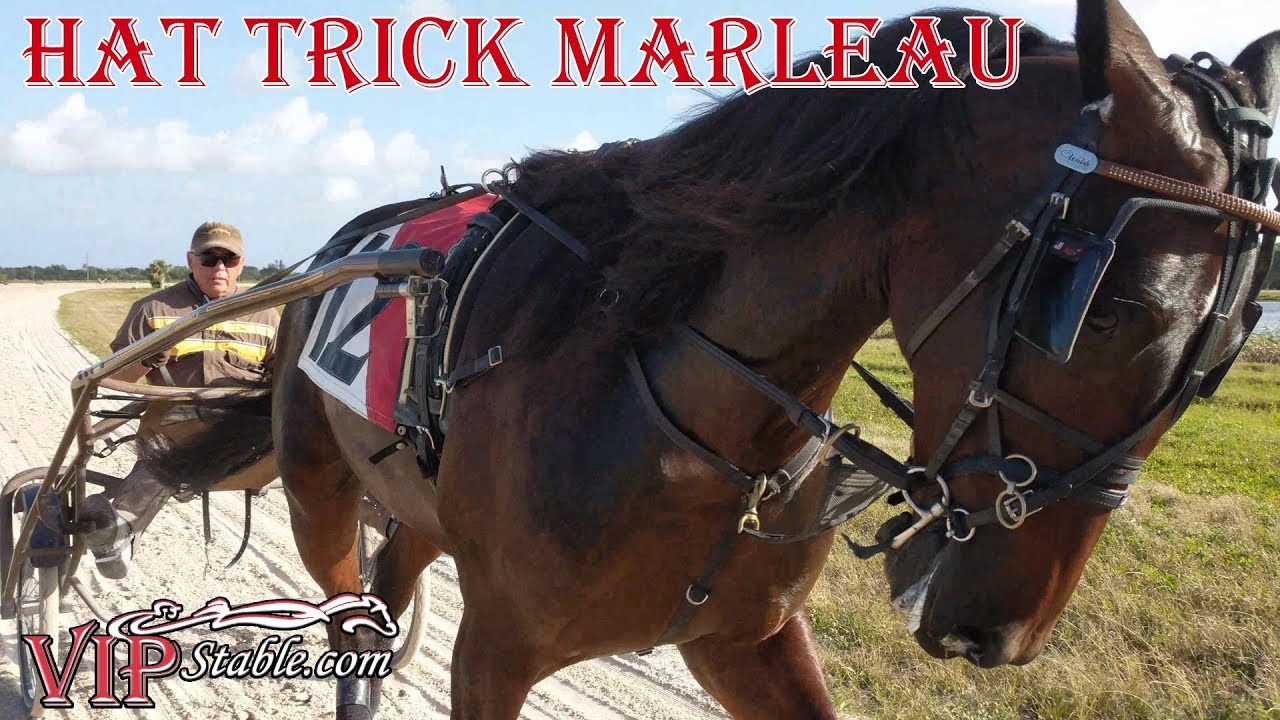 TrotCast Paul Kelley: VIP Stable's Hat Trick Marleau #harnessracing #horseracing