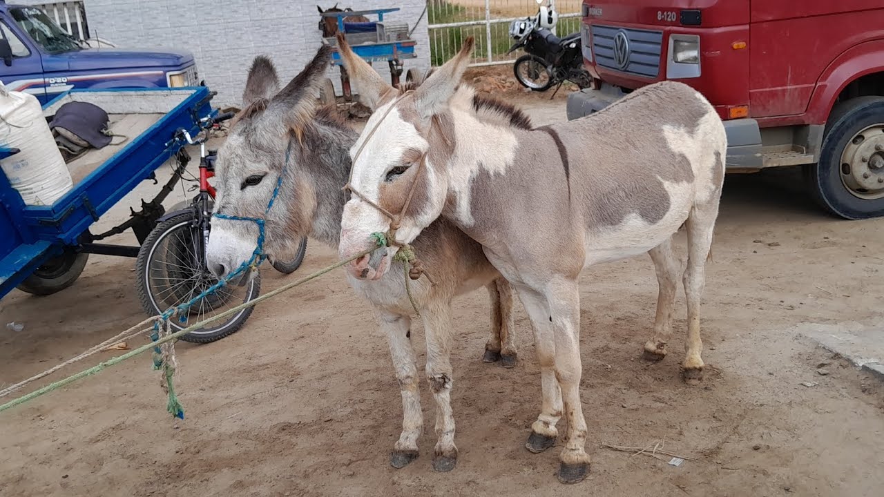 FEIRA DE CAVALOS EM CAMPINA GRANDE-PB 31/05/2023 ALEM DE BURROS E JUMENTOS #equinos