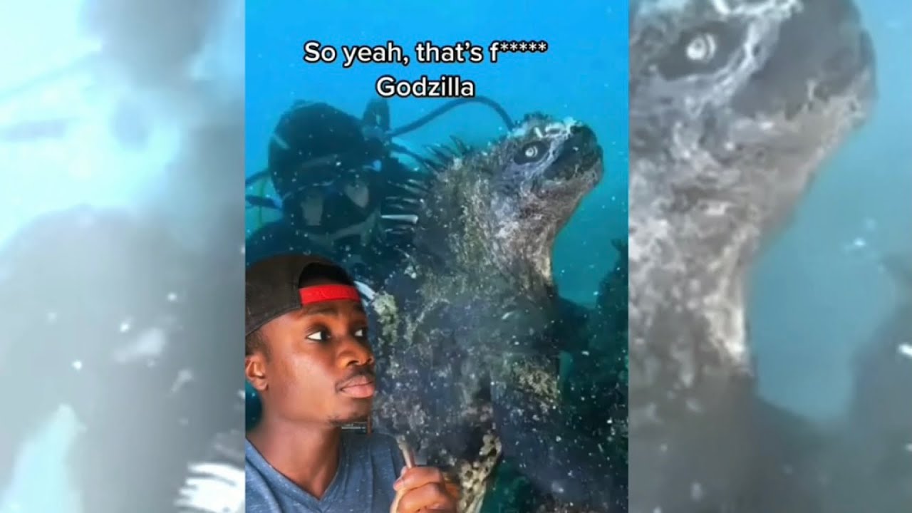 Meet the Real Life Godzilla