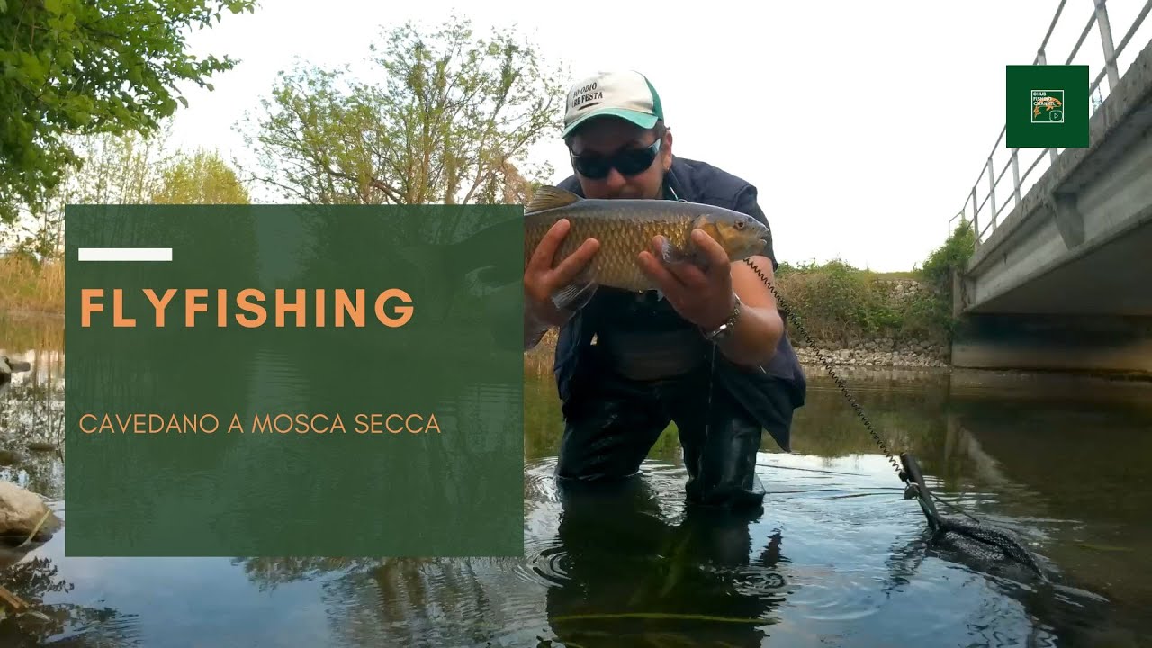 Cavedano a mosca secca| FLYFISHING