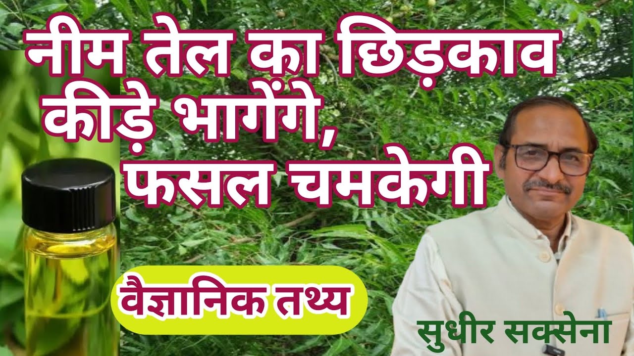 नीम तेल के स्प्रे से कीट नियंत्रण कैसे। फसलों में नीम तेल का छिड़काव कैसे करें।Neem oil Spray।
