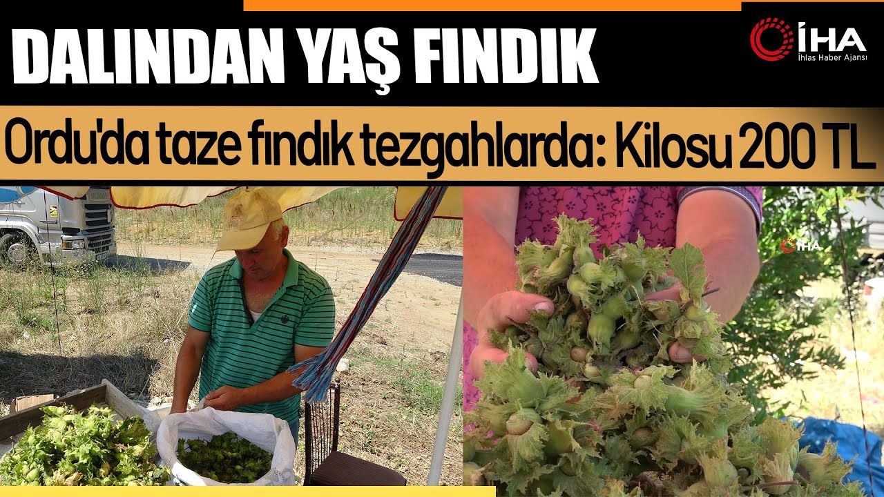 Ordu'da taze fındık tezgahlarda :Kilosu 200 TL