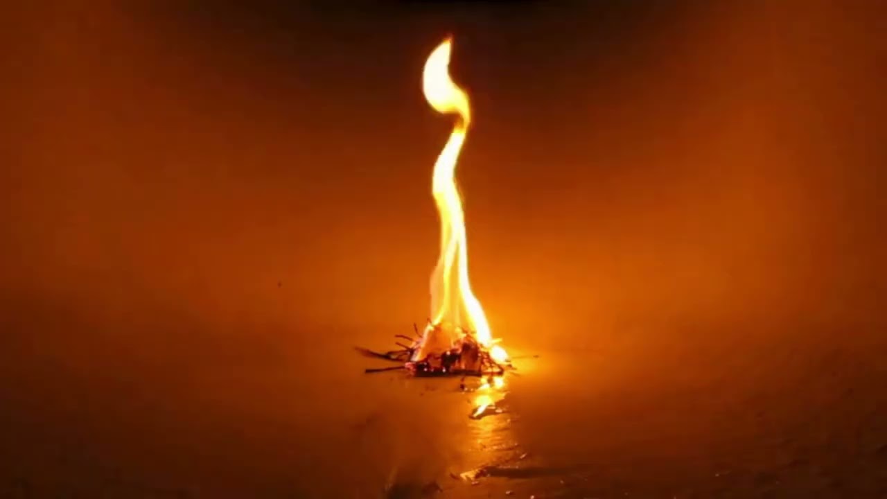 Lama lenta video