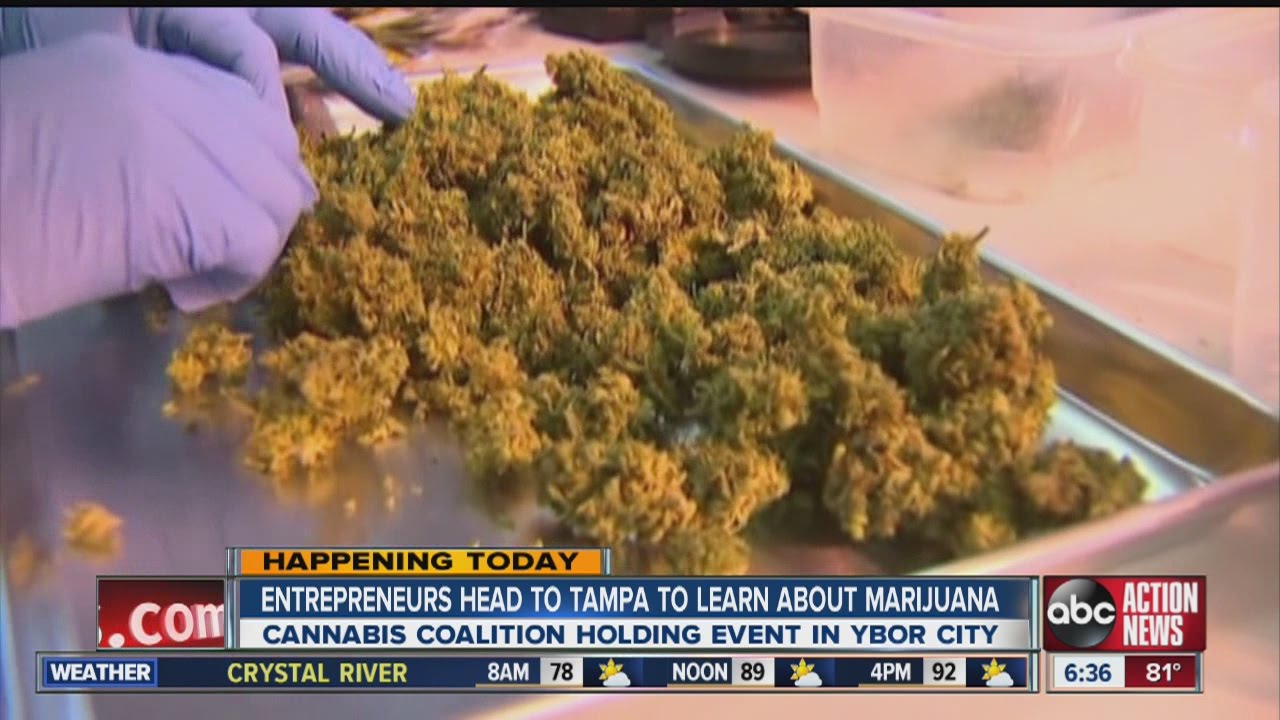 Florida Cannabis Coalition: CannaDay event to discuss business opportunities in marijuana industry